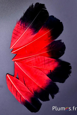 Pétale en plumes - 11-15 x 5-6 cm - rouge-noir
